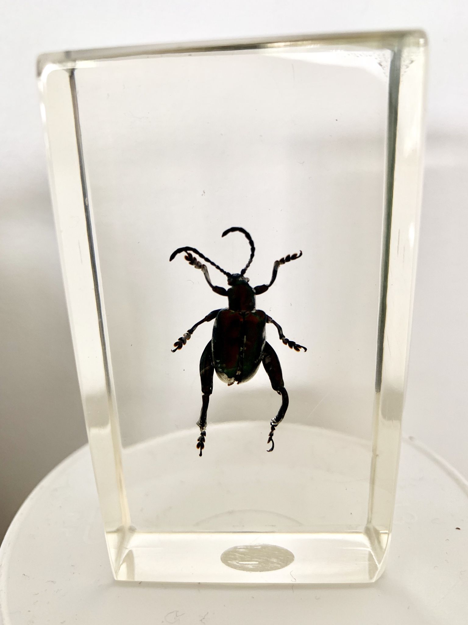 Trio d’insectes sous inclusion de résine N°2