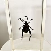Trio d’insectes sous inclusion de résine N°2