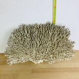 Old XL coral 51 cm