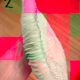 Corail Fungia « coussin de requin »