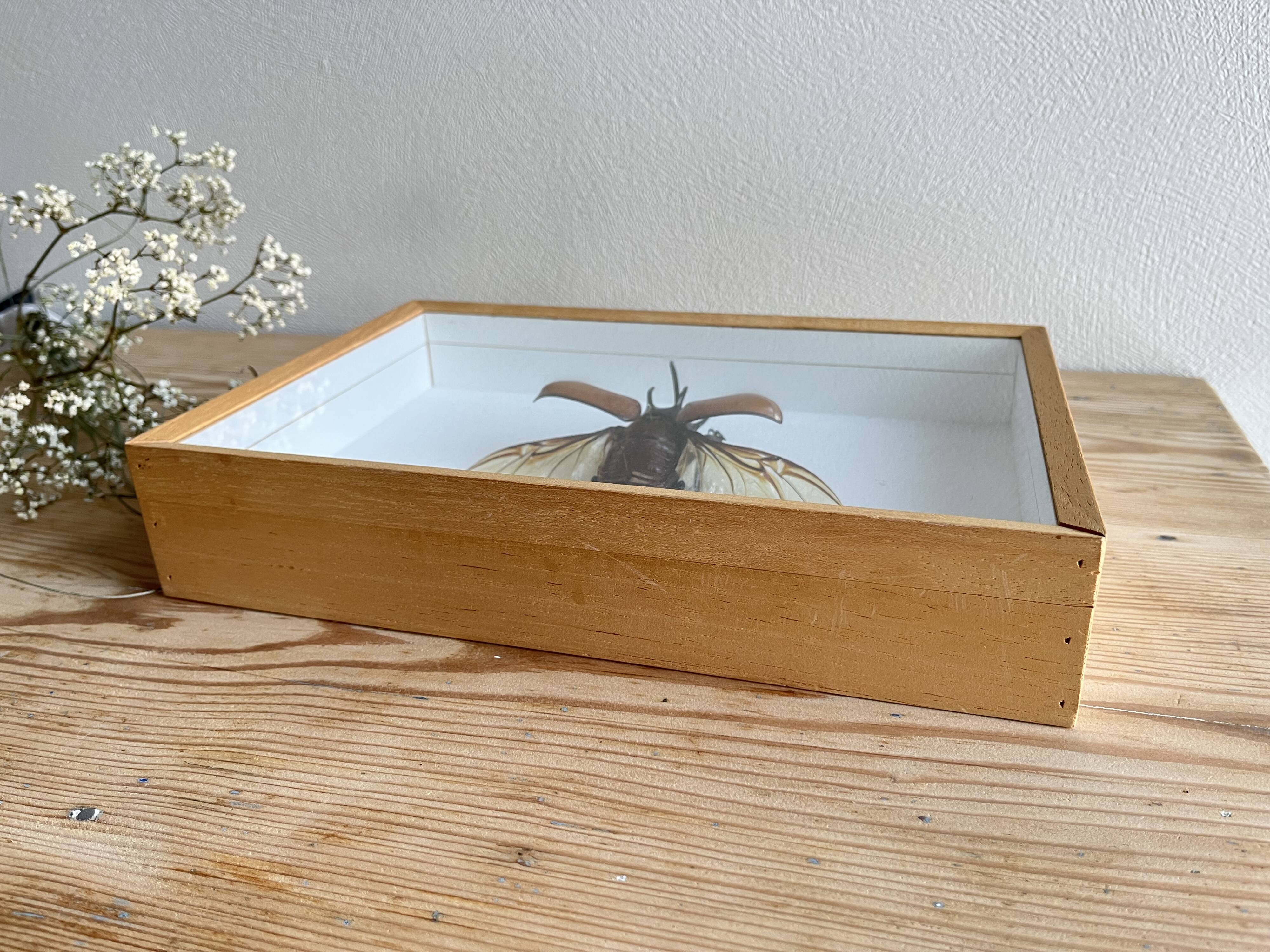 Naturalized beetle insect display frame “Eupatorus gracilicornis”