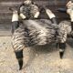 Ensemble de 2 fauteuils ethniques en cornes de buffles