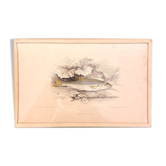 Old engraving of fish under glass