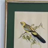 bird frame