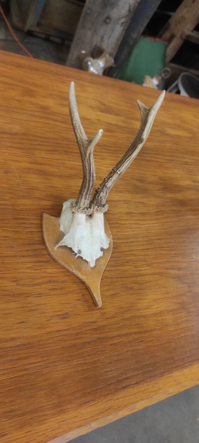Vintage deer hunting trophy massacre on light varnished wooden shield