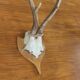 Vintage deer hunting trophy massacre on light varnished wooden shield