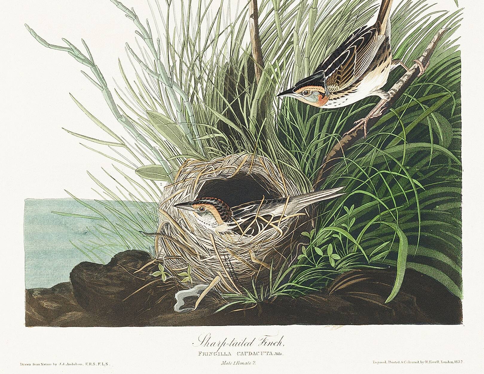 Poster about the Long-tailed Bunting, after an old engraving from 1827.