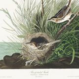 Poster about the Long-tailed Bunting, after an old engraving from 1827.