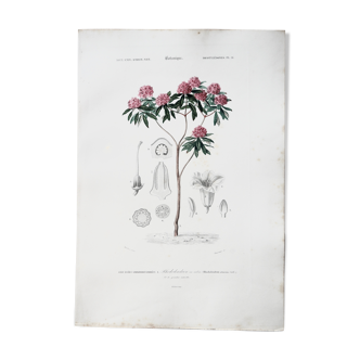 Planche de botanique