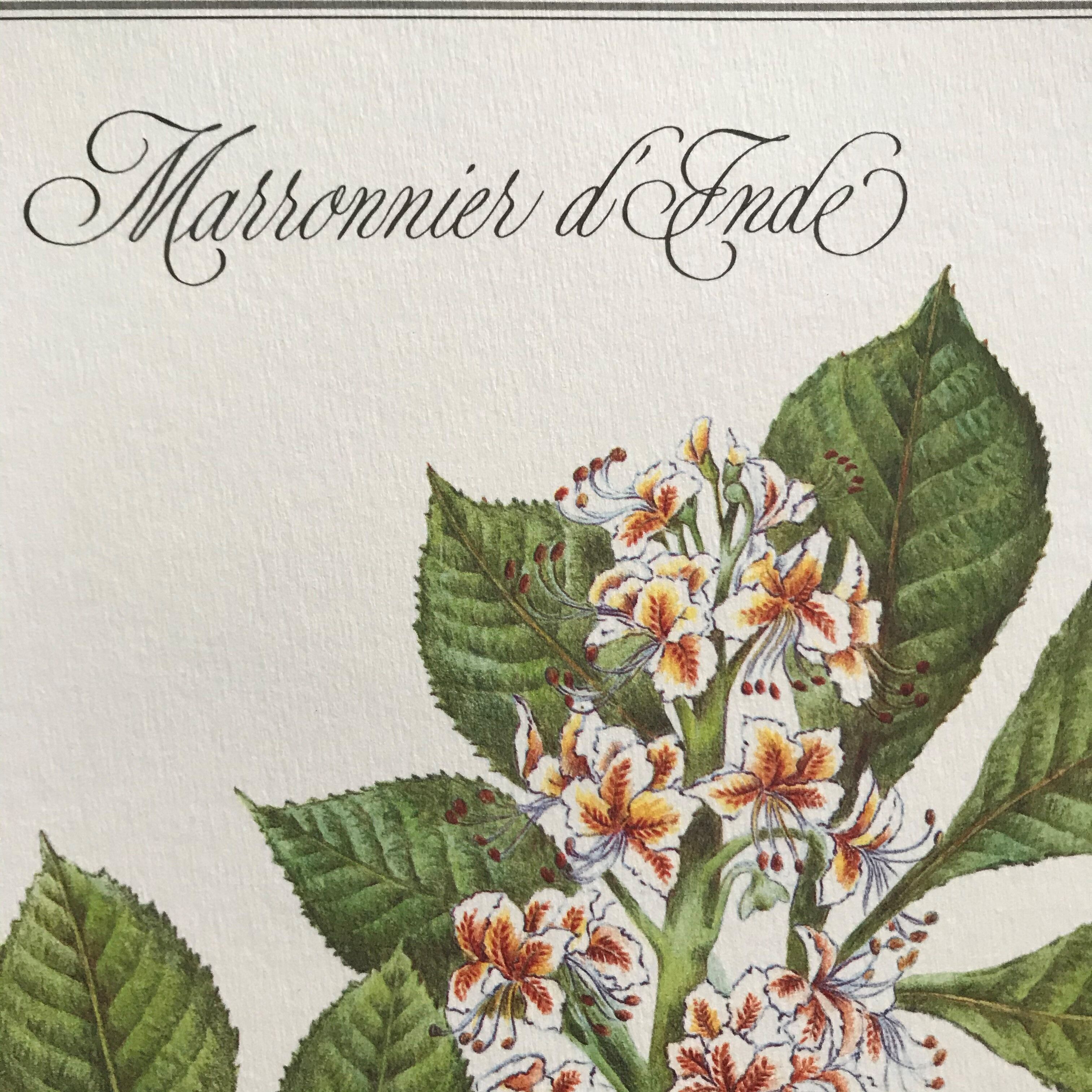 Botanical plank the Marronnier of India