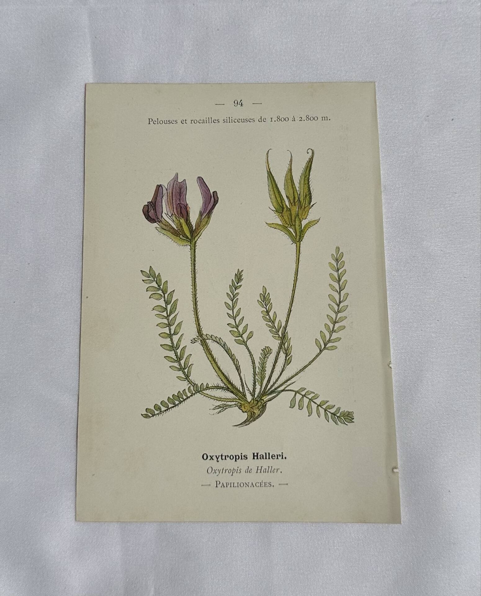 Gravure Botanique Ancienne XIXe – Lithographies Naturalistes  Fleurs &