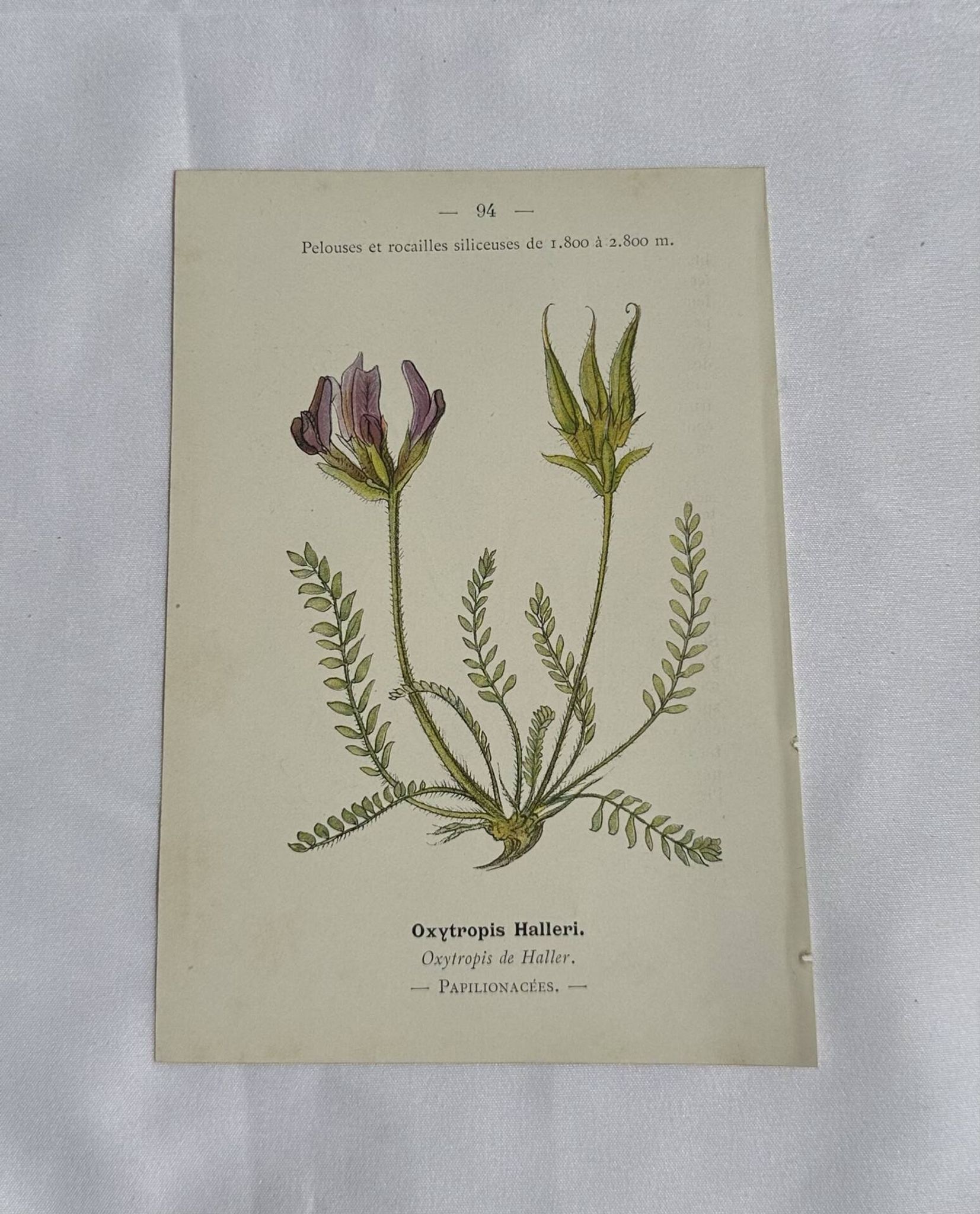 Gravure Botanique Ancienne XIXe – Lithographies Naturalistes  Fleurs &