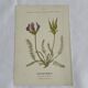 Gravure Botanique Ancienne XIXe – Lithographies Naturalistes  Fleurs &