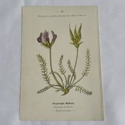Gravure Botanique Ancienne XIXe – Lithographies Naturalistes  Fleurs &