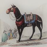 Original zoological plate "zebra & mule" - buffon 1840
