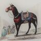 Original zoological plate "zebra & mule" - buffon 1840