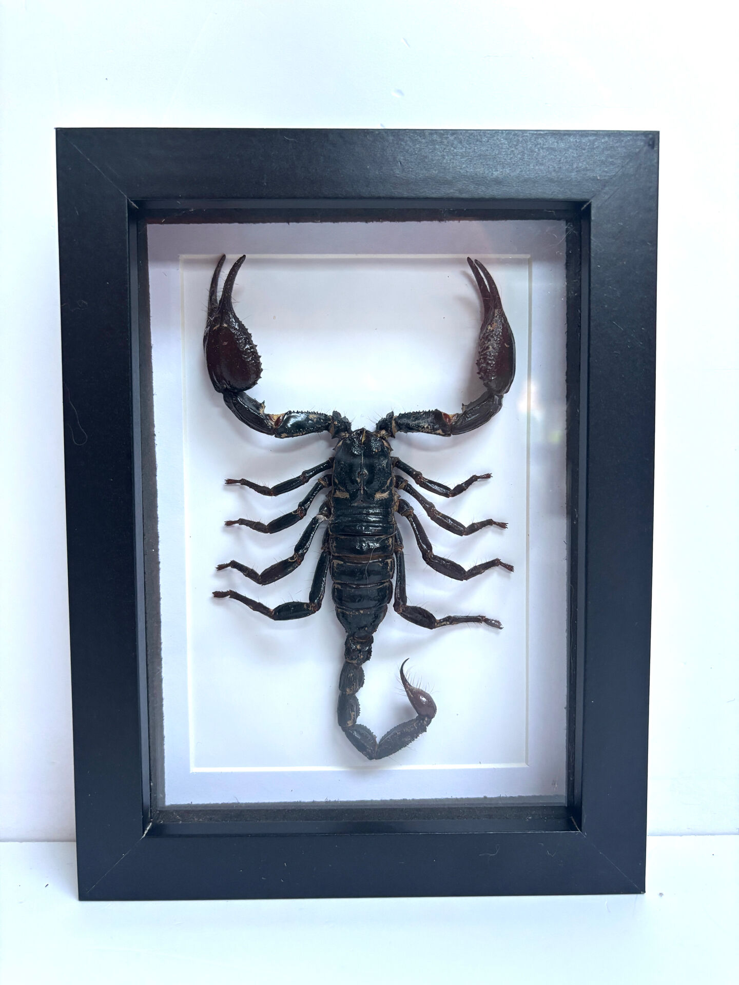Taxidermie d'un scorpion