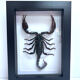 Taxidermie d'un scorpion