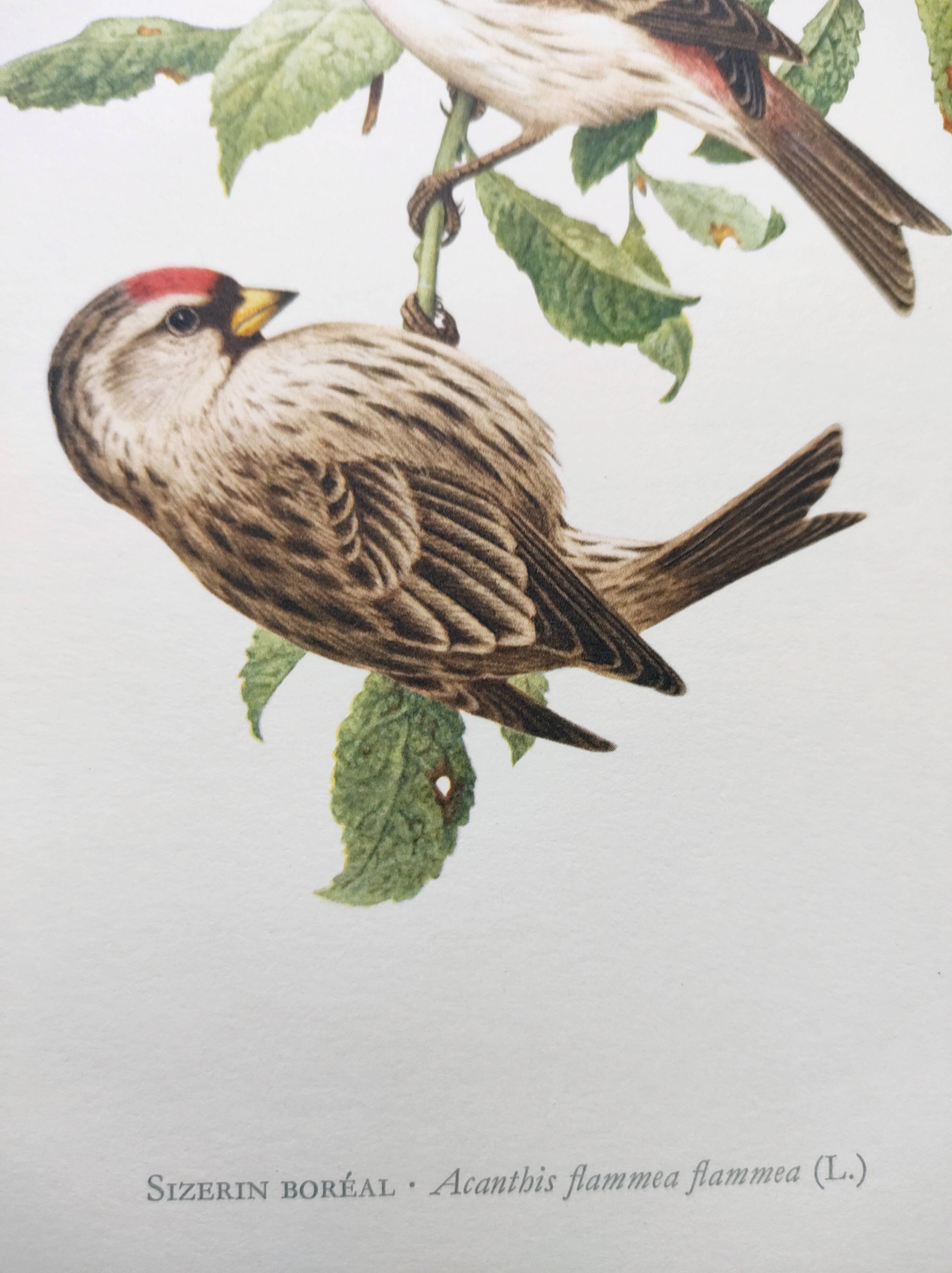 Old vintage bird board from the 60s Sizerin Boréal Ornithological illustration