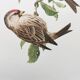 Old vintage bird board from the 60s Sizerin Boréal Ornithological illustration