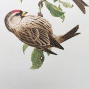Planche oiseaux ancienne vintage des années 60 Sizerin Boréal Illustration ornithologique