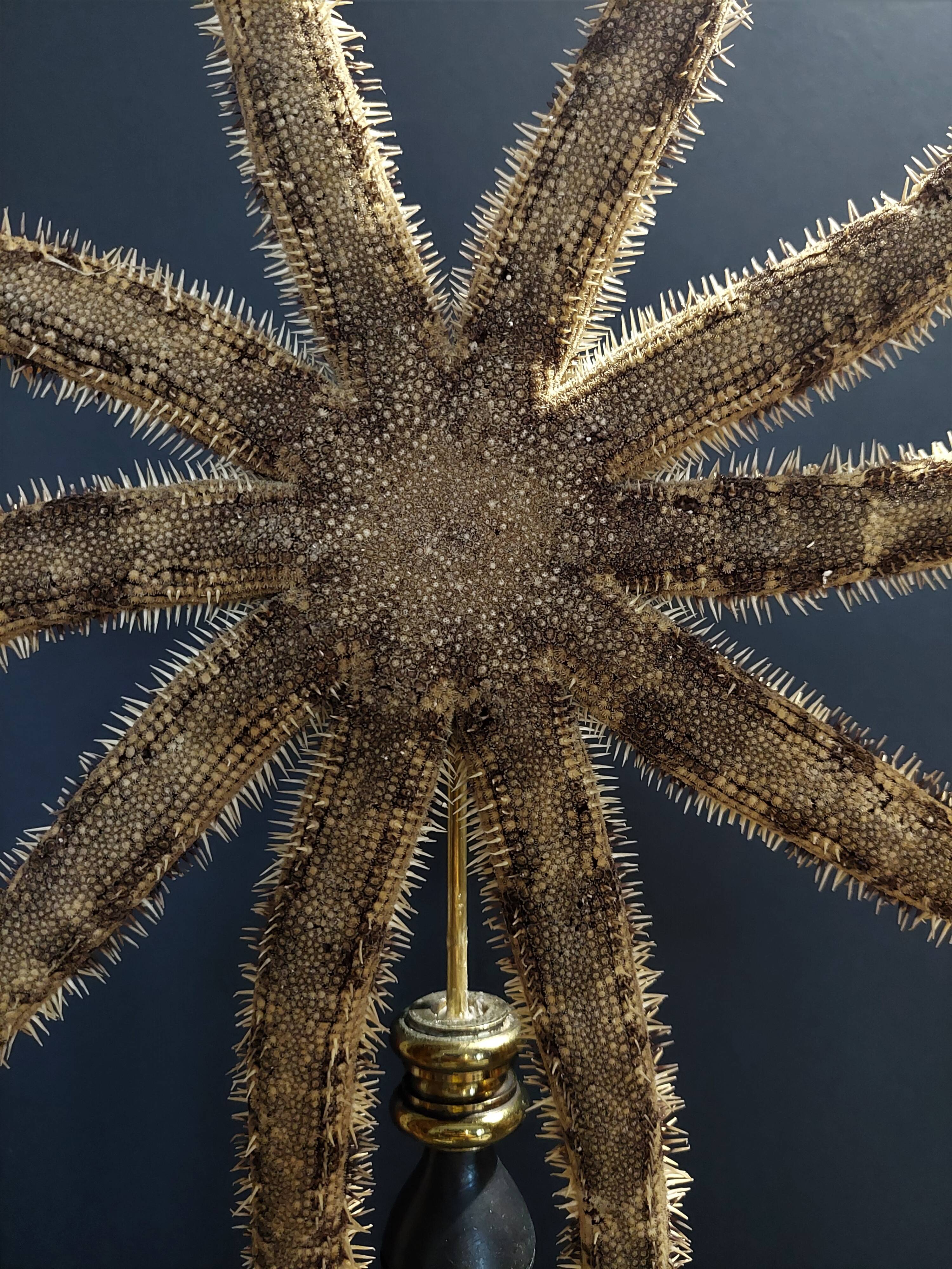 Cabinet de Curiosités étoile de mer luiduia magnifica sur socle