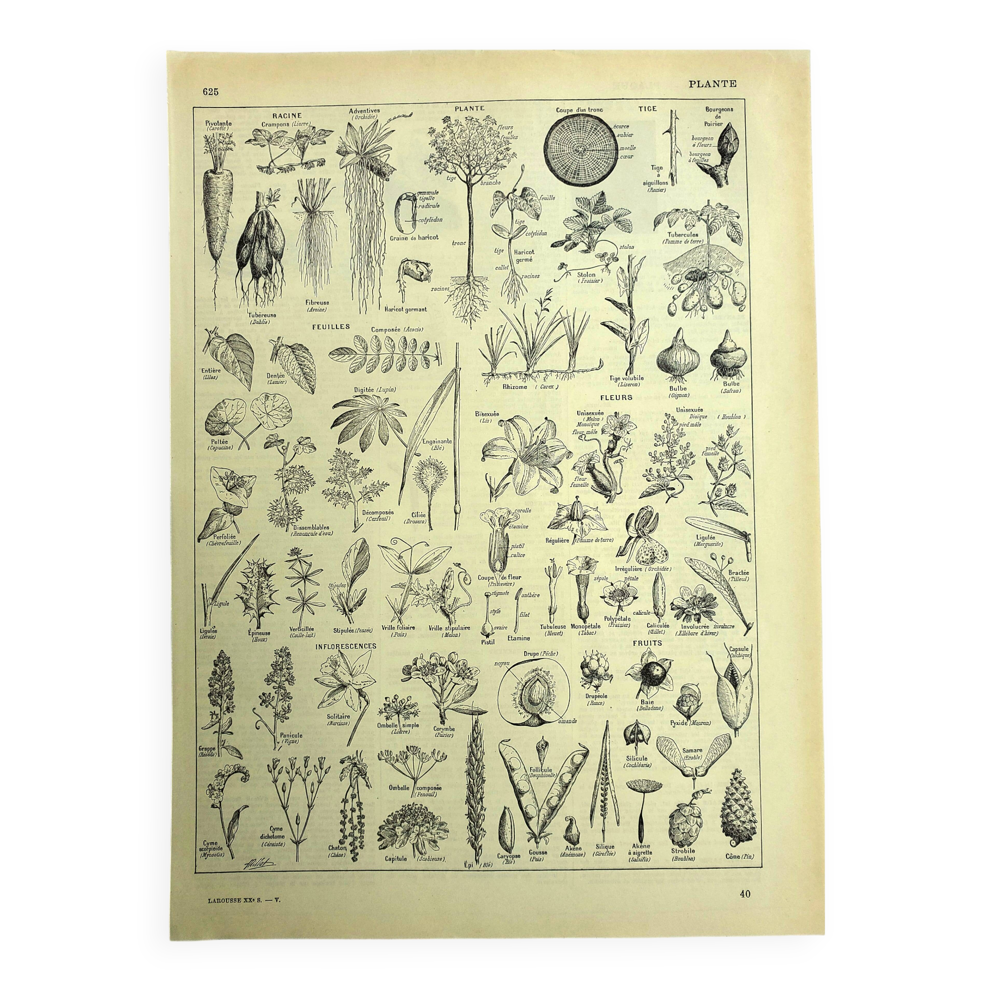 Botanical plate 1928 A. Millot - Useful plant, botany, flora, leaf
