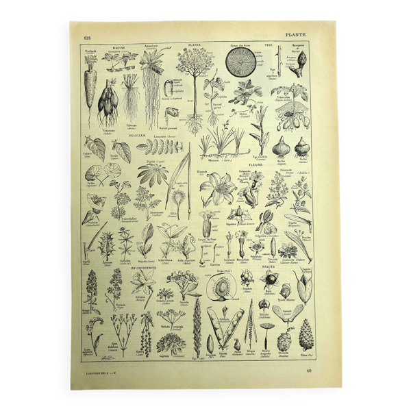 Planche botanique 1928 A. Millot - Plante utile, botanique, flore, feuille — Beyit