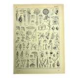 Botanical plate 1928 A. Millot - Useful plant, botany, flora, leaf