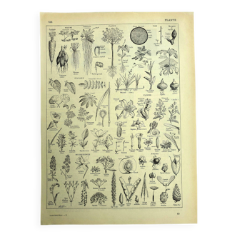 Botanical plate 1928 A. Millot - Useful plant, botany, flora, leaf