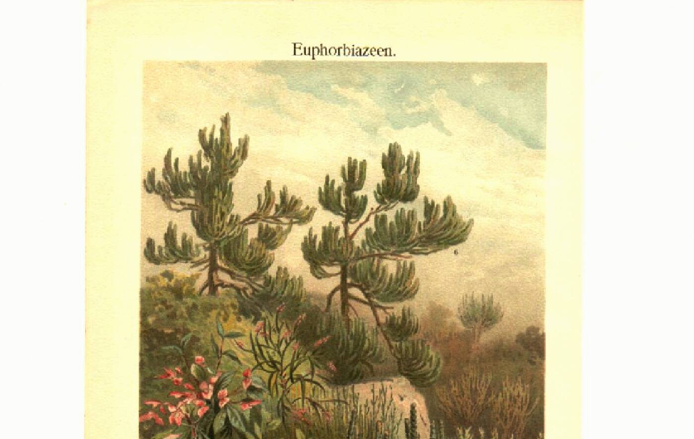 Botanical engraving from 1904 - Cacti & succulents - Vintage desert plant