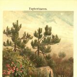 Botanical engraving from 1904 - Cacti & succulents - Vintage desert plant