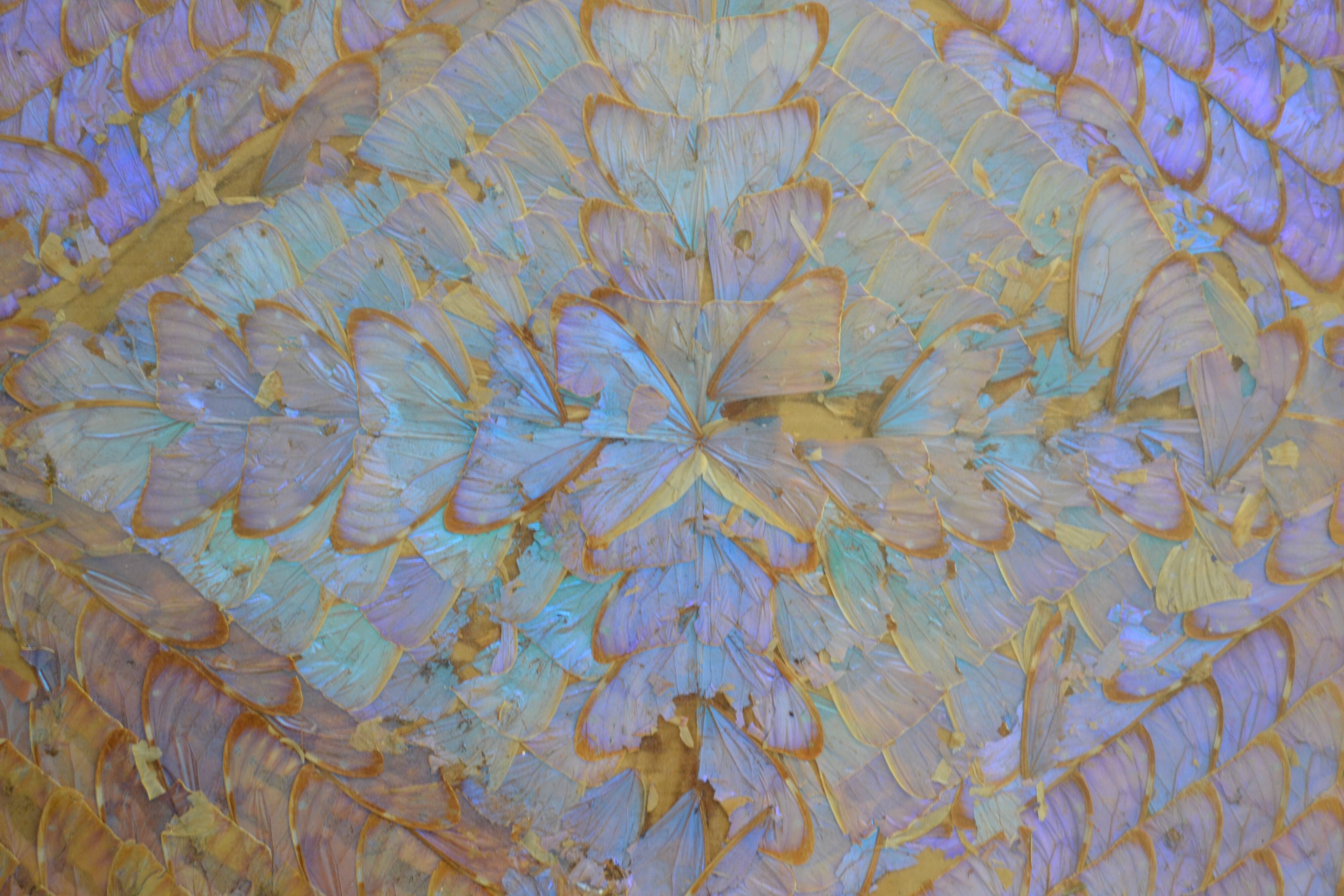 Plateau butterfly wings under glass exotic wood and marquetry Brazil