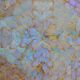 Plateau butterfly wings under glass exotic wood and marquetry Brazil