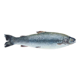 "Mia", the trout, art print 21/29.7 cm