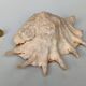 Large pink shell - Large Lambis - Strombidae - Lambis Truncata with 7 digitizations