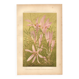 Gravure Botanique de 1889 - Colchique - ancienne Lithographie vintage fleur