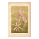 Botanical engraving from 1889 - Autumn crocus - antique vintage lithograph flower