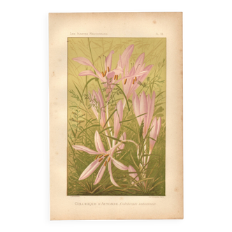 Gravure Botanique de 1889 - Colchique - ancienne Lithographie vintage fleur
