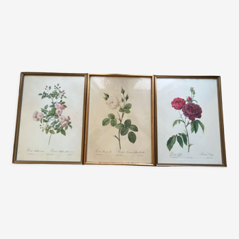 Lot de 3 gravures de rosiers - P.J Redouté