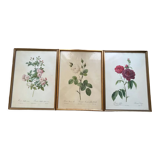 Set of 3 engravings of roses - P.J Redouté