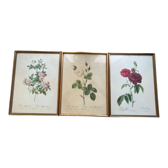 Set of 3 engravings of roses - P.J Redouté