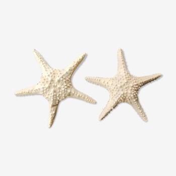 Étoiles de mer