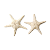 Étoiles de mer