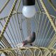 Chandelier suspension in metal, cage shape, from the 60s