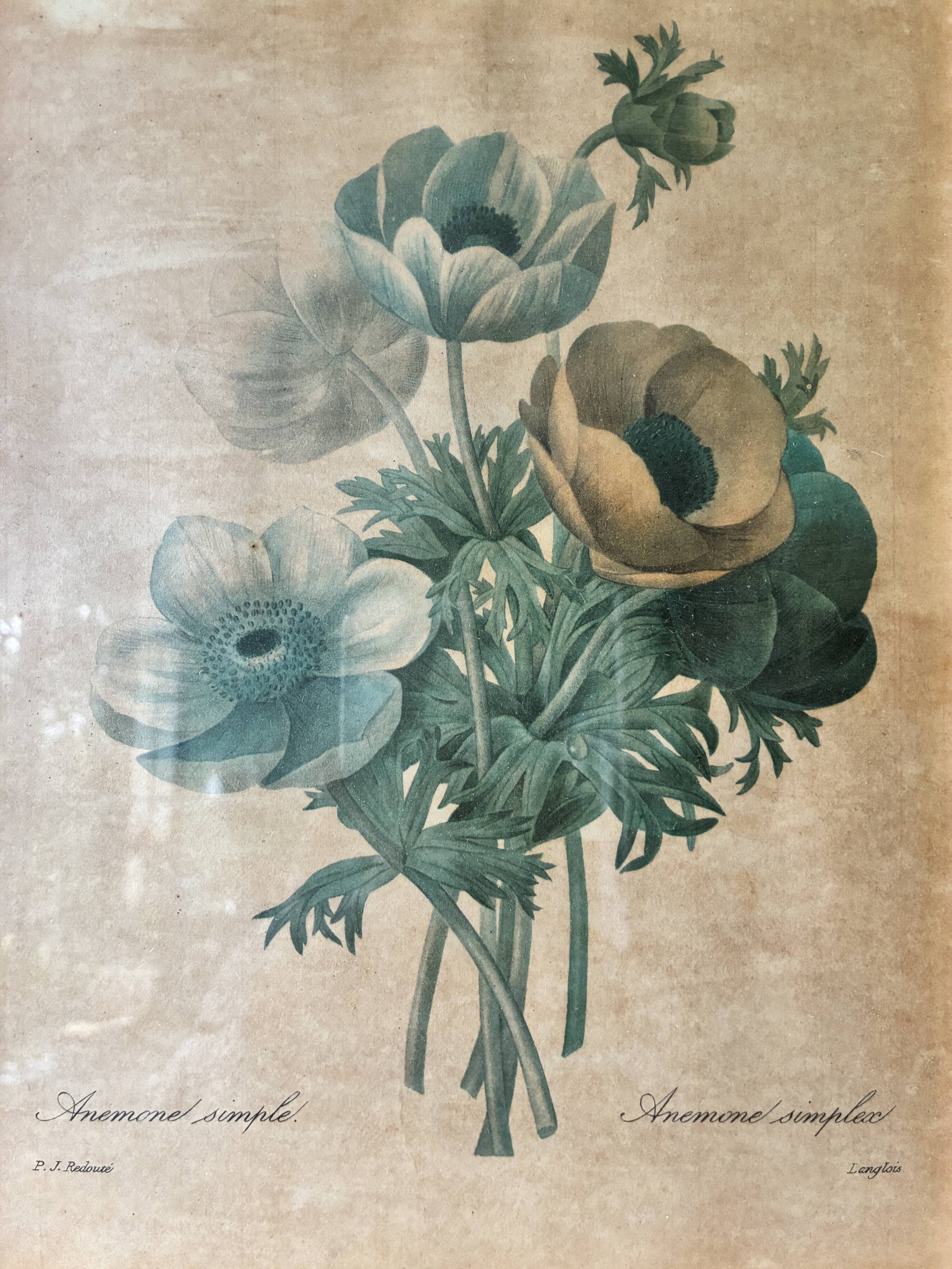 Lithographie de planche botanique de PJ Redouté