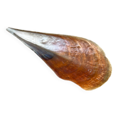 Grande vide-poche nacre sauvage naturel type huître géante Pinna Nobilis