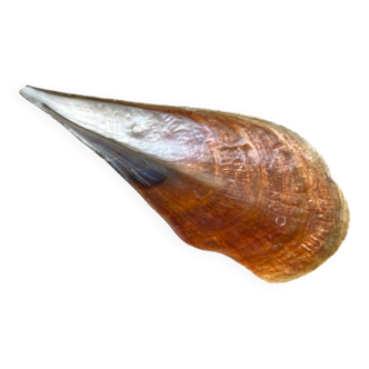 Large natural mother-of-pearl catchall, giant oyster type Pinna Nobilis.
