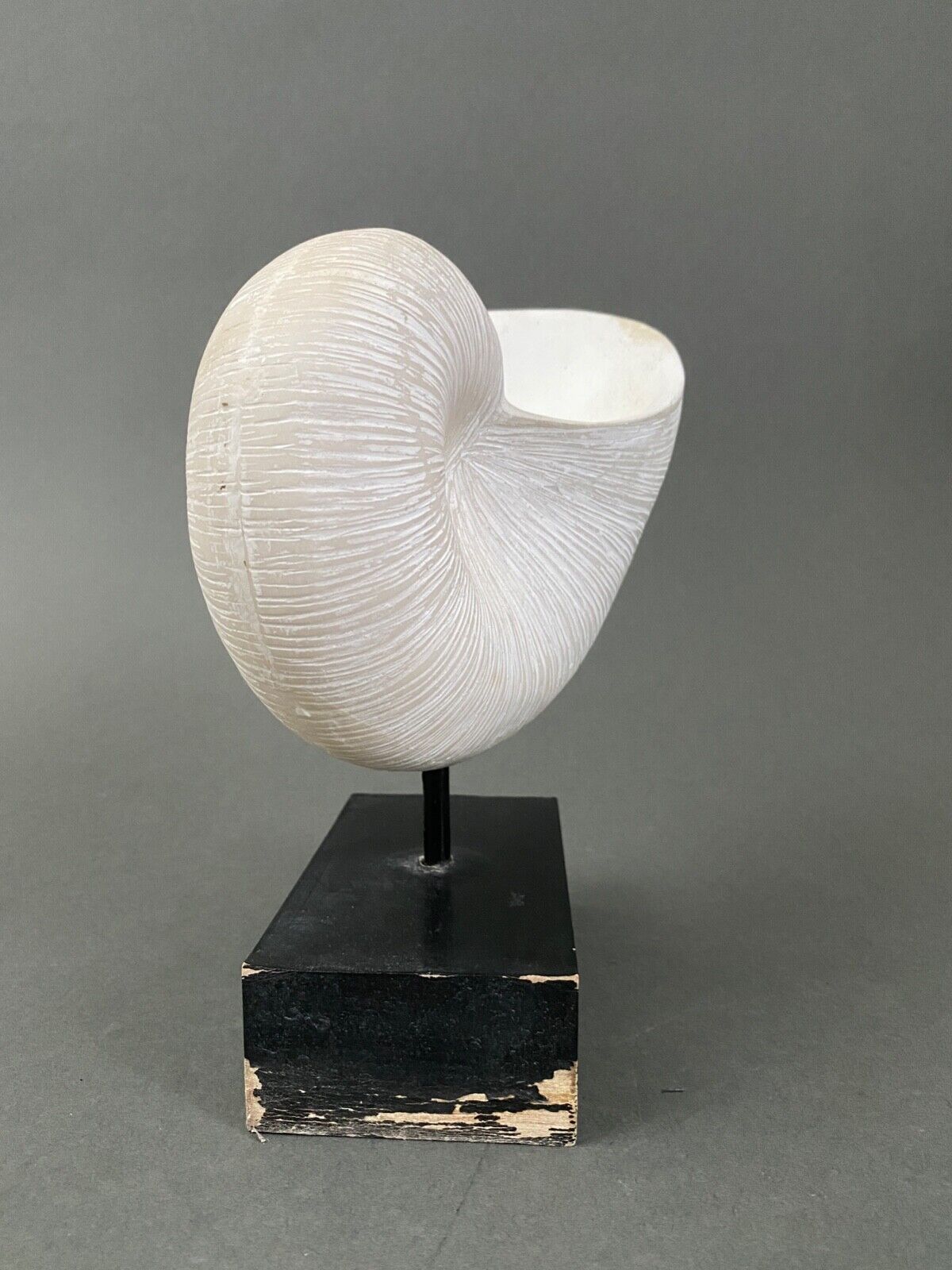 Plaster shell on blackened wooden base cabinet of curiosities XXth
