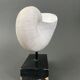 Plaster shell on blackened wooden base cabinet of curiosities XXth